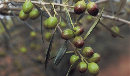 La Cultivar Caninese: Storia, Profilo Sensoriale e Dati Analitici dell'Oliva più Antica della Tuscia